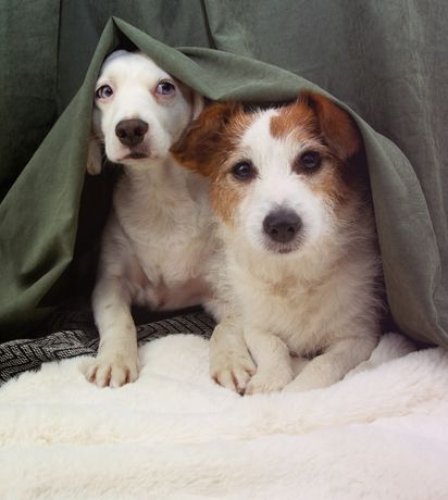 Fireworks and Thunderstorms: How to Calm Your Anxious Pet This Summer